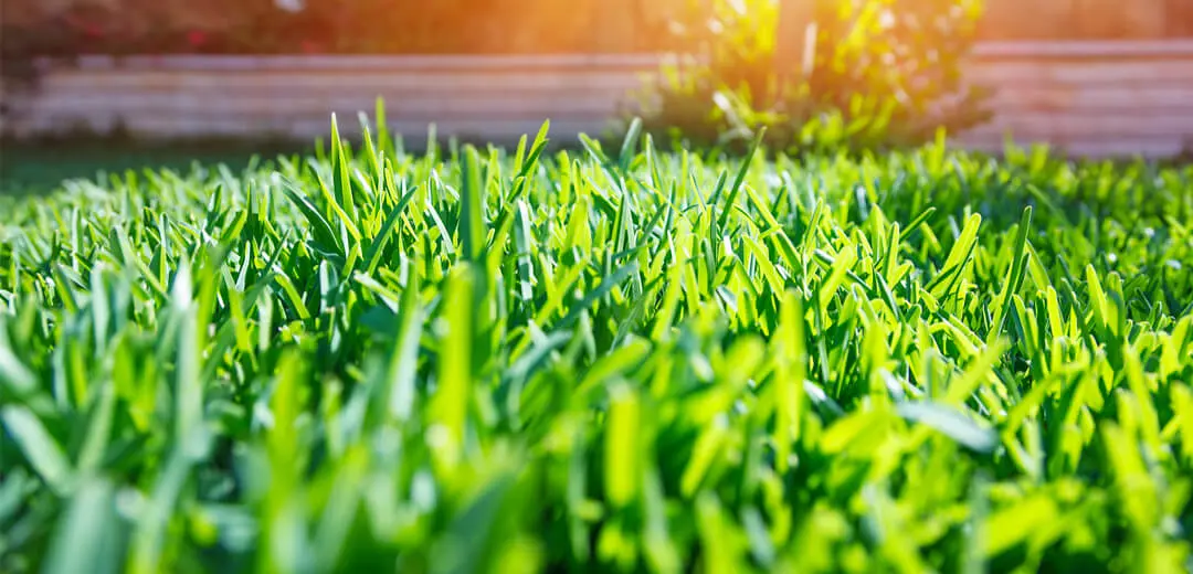 Lush green lawn